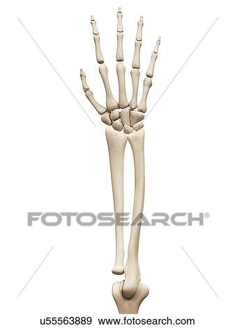 Stock Illustration - Arm and hand bones, illustration. Fotosearch