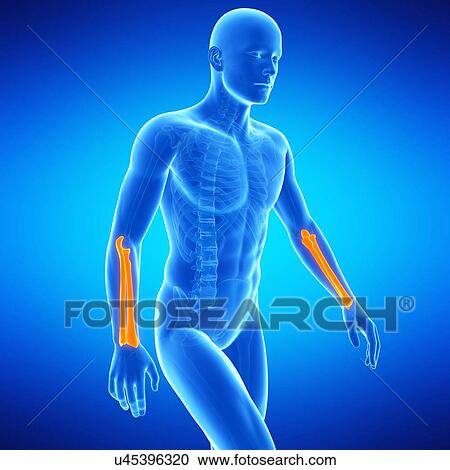 Clipart - Arm bones, illustration. Fotosearch
