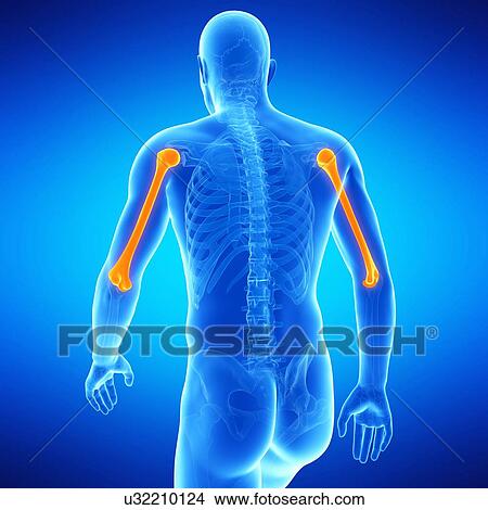 Arm bones, illustration View Large Illustration Stock Illustration - Arm bones, illustration. Fotosearch