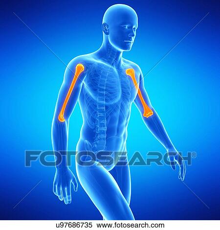 Arm bones, illustration View Large Illustration Stock Illustration - Arm bones, illustration. Fotosearch