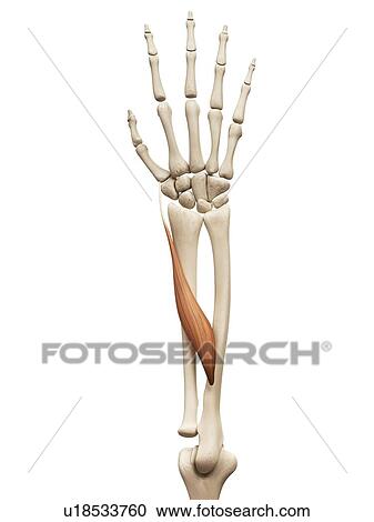Arm muscle, illustration View Large Illustration Clipart - Arm muscle, illustration. Fotosearch