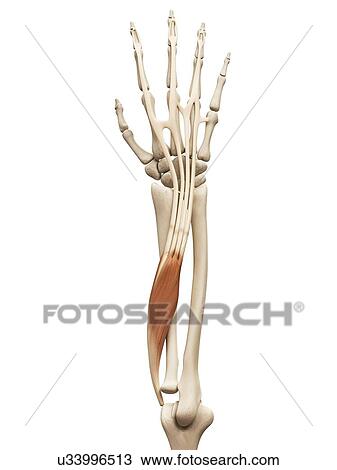 Arm muscle, illustration View Large Illustration Drawing - Arm muscle, illustration. Fotosearch