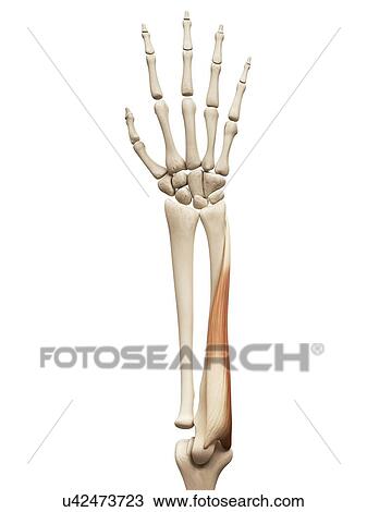 Arm muscle, illustration View Large Illustration Drawing - Arm muscle, illustration. Fotosearch