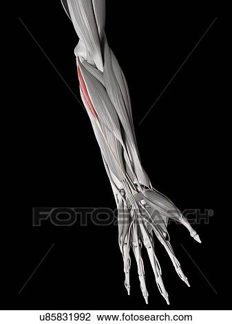 Drawing - Arm muscle, illustration. Fotosearch