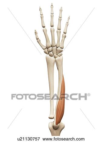 Arm muscle, illustration View Large Illustration Stock Illustration - Arm muscle, illustration. Fotosearch