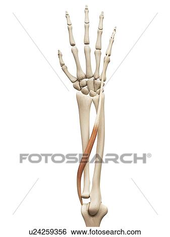 Arm muscle, illustration View Large Illustration Stock Illustration - Arm muscle, illustration. Fotosearch