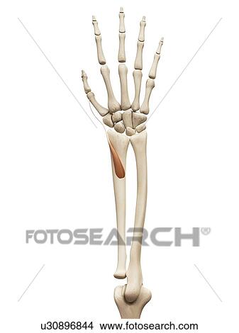 Stock Illustration - Arm muscle, illustration. Fotosearch