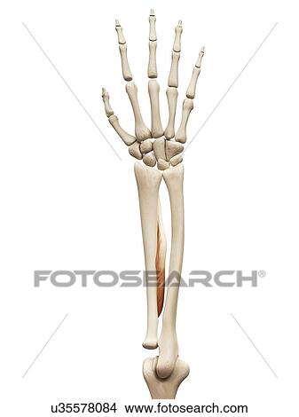 Arm muscle, illustration View Large Illustration Stock Illustration - Arm muscle, illustration. Fotosearch