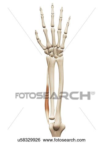Arm muscle, illustration View Large Illustration Stock Illustration - Arm muscle, illustration. Fotosearch