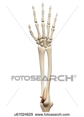 Stock Illustration - Arm muscle, illustration. Fotosearch