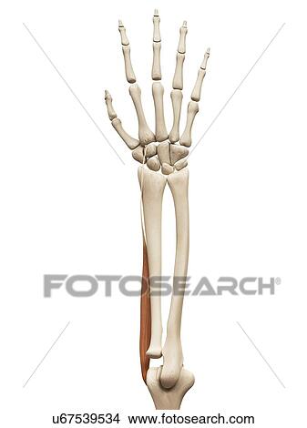 Arm muscle, illustration View Large Illustration Stock Illustration - Arm muscle, illustration. Fotosearch