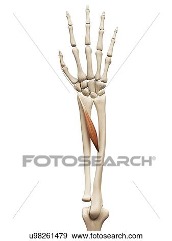Stock Illustration - Arm muscle, illustration. Fotosearch