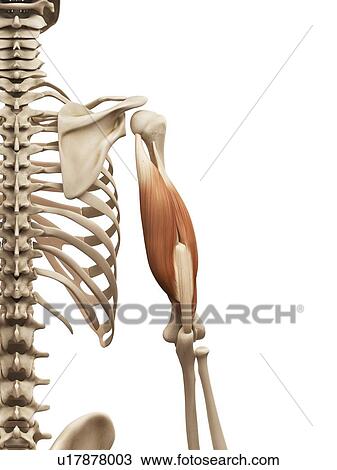 Arm muscles, illustration View Large Illustration Drawing - Arm muscles, illustration. Fotosearch