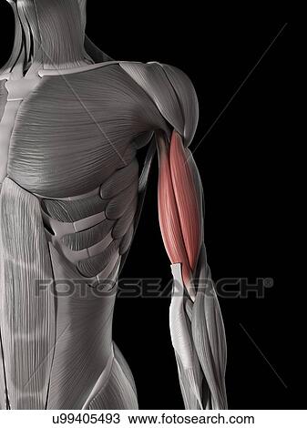  Arm muscles illustration Drawing u99405493 Fotosearch