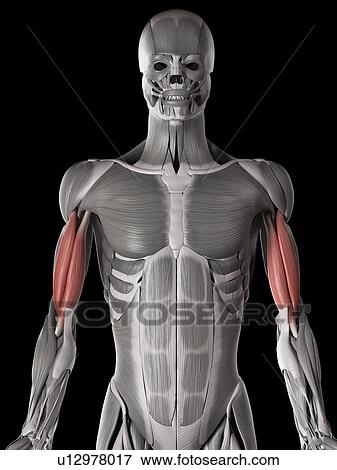 Stock Illustration - Arm muscles, illustration. Fotosearch