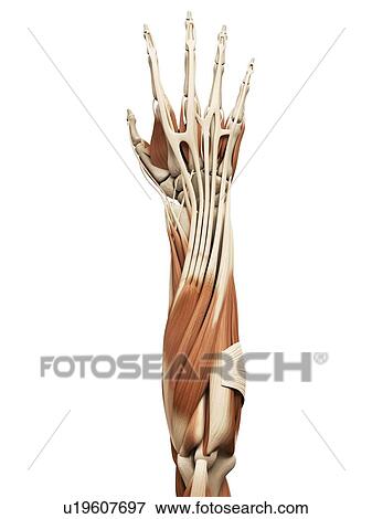 Stock Illustration - Arm muscles, illustration. Fotosearch