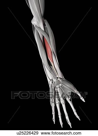 Arm muscles, illustration View Large Illustration Stock Illustration - Arm muscles, illustration. Fotosearch