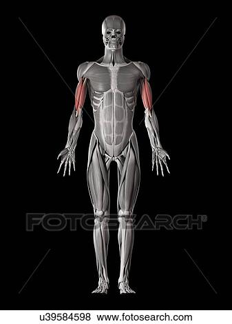 Arm muscles, illustration View Large Illustration Stock Illustration - Arm muscles, illustration. Fotosearch
