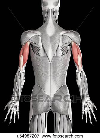 Stock Illustration - Arm muscles, illustration. Fotosearch