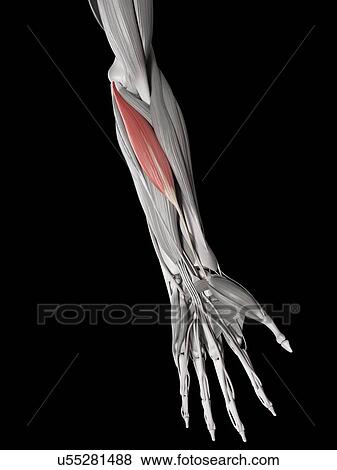 Stock Illustration - Arm muscles, illustration. Fotosearch