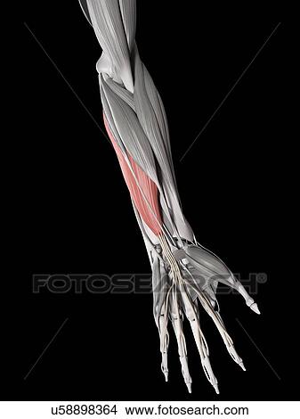 Arm muscles, illustration View Large Illustration Stock Illustration - Arm muscles, illustration. Fotosearch