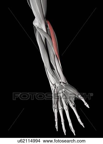 Stock Illustration - Arm muscles, illustration. Fotosearch