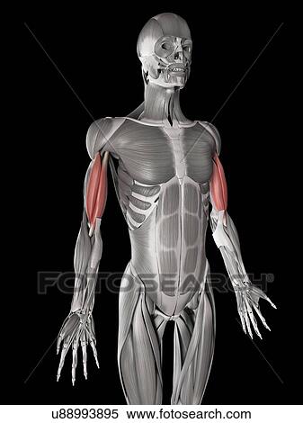 Stock Illustration - Arm muscles, illustration. Fotosearch