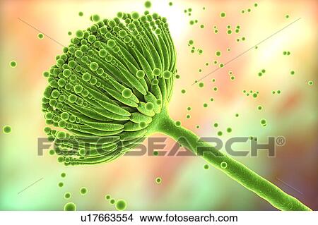 Stock Illustration - Aspergillus fungus, illustration. Fotosearch