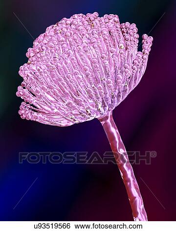 Stock Photograph - "Aspergillus fungus, illustration". Fotosearch