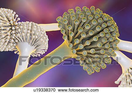 Clipart - Aspergillus, illustration. Fotosearch