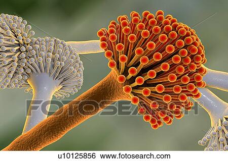 Stock Illustration - Aspergillus, illustration. Fotosearch