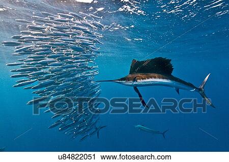 Stock Image - "Atlantic sailfish (Istiophorus albicans) attacking a sardine baitball hoping to strike one with its serrated bill, Isla Mujeres, Mexico". Fotosearch