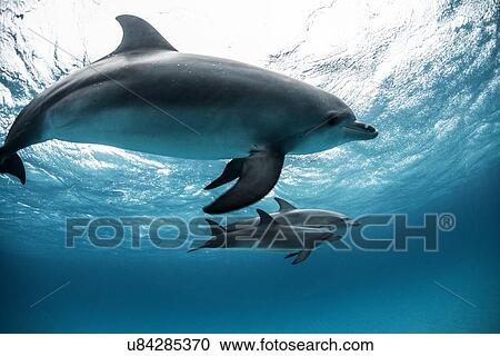 Stock Image - "Atlantic spotted dolphin (Stenella frontalis), swimming underwater, close-up, Bahamas". Fotosearch