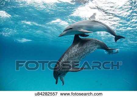Stock Photo - "Atlantic spotted dolphin (Stenella frontalis), swimming underwater, close-up, Bahamas". Fotosearch