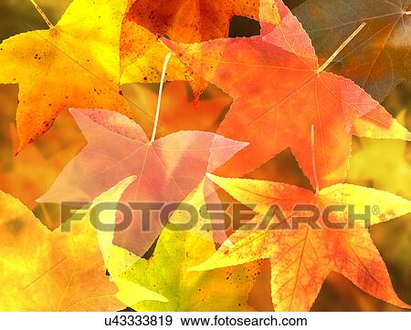 Stock Illustration - Autumn Leaves, illustration. Fotosearch