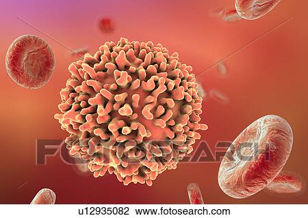 Drawing - B-lymphocyte cell, illustration. Fotosearch