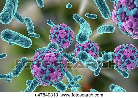 Bacteria and hepatitis A virus View Large Illustration Drawing - Bacteria and hepatitis A virus. Fotosearch