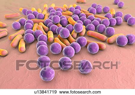 Stock Illustration - Bacteria, illustration. Fotosearch