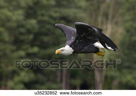 Bald eagle in flight View Large Photo Image Stock Image - Bald eagle in flight. Fotosearch