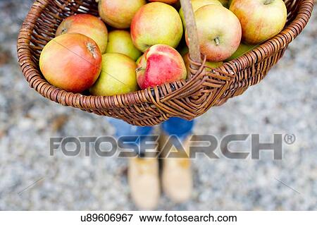 Basket full of homegrown apples, high angle View Large Photo Image Stock Photo - Basket full of homegrown apples, high angle. Fotosearch