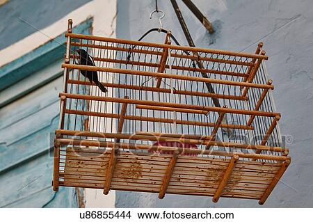 Bird in bird cage hanging outside house, Cuba View Large Photo Image Picture - Bird in bird cage hanging outside house, Cuba. Fotosearch