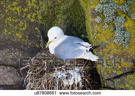 Black-legged Kittiwake (Rissa tridactyla) on nest in rock crevice View Large Photo Image Stock Image - Black-legged Kittiwake (Rissa tridactyla) on nest in rock crevice. Fotosearch