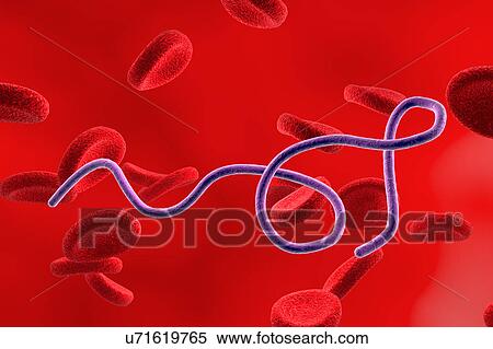 Stock Illustration - Borrelia bacteria in blood, illustration. Fotosearch