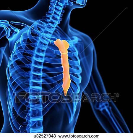 Stock Illustration - Breast bone, illustration. Fotosearch