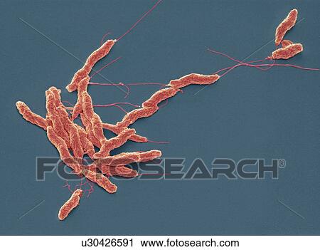 Clip Art - Campylobacter jejuni bacteria, SEM. Fotosearch