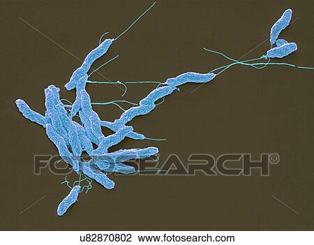 Campylobacter jejuni bacteria, SEM View Large Illustration Drawing - Campylobacter jejuni bacteria, SEM. Fotosearch