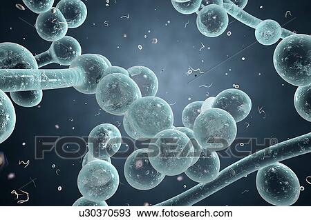 Candida albicans fungi, illustration View Large Illustration Drawing - Candida albicans fungi, illustration. Fotosearch