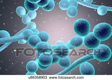 Candida albicans fungi, illustration View Large Illustration Drawing - Candida albicans fungi, illustration. Fotosearch