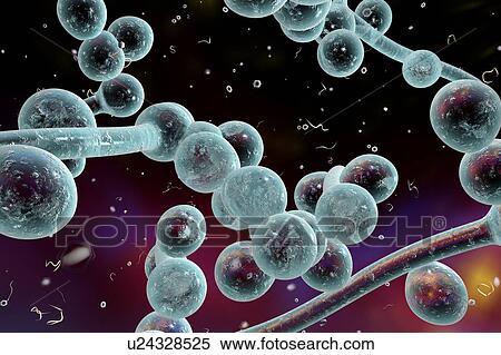 Candida albicans fungi, illustration View Large Illustration Stock Illustration - Candida albicans fungi, illustration. Fotosearch