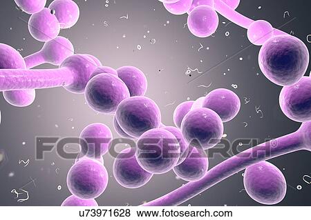 Candida albicans fungi, illustration View Large Illustration Stock Illustration - Candida albicans fungi, illustration. Fotosearch